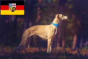 Lire la suite à propos de l’article Éleveurs de whippets et chiots en Sarre
