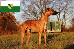 Lire la suite à propos de l’article Éleveurs de whippets et chiots en Saxe