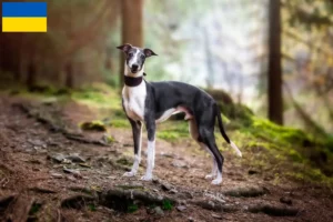 Lire la suite à propos de l’article Éleveurs de whippets et chiots en Ukraine