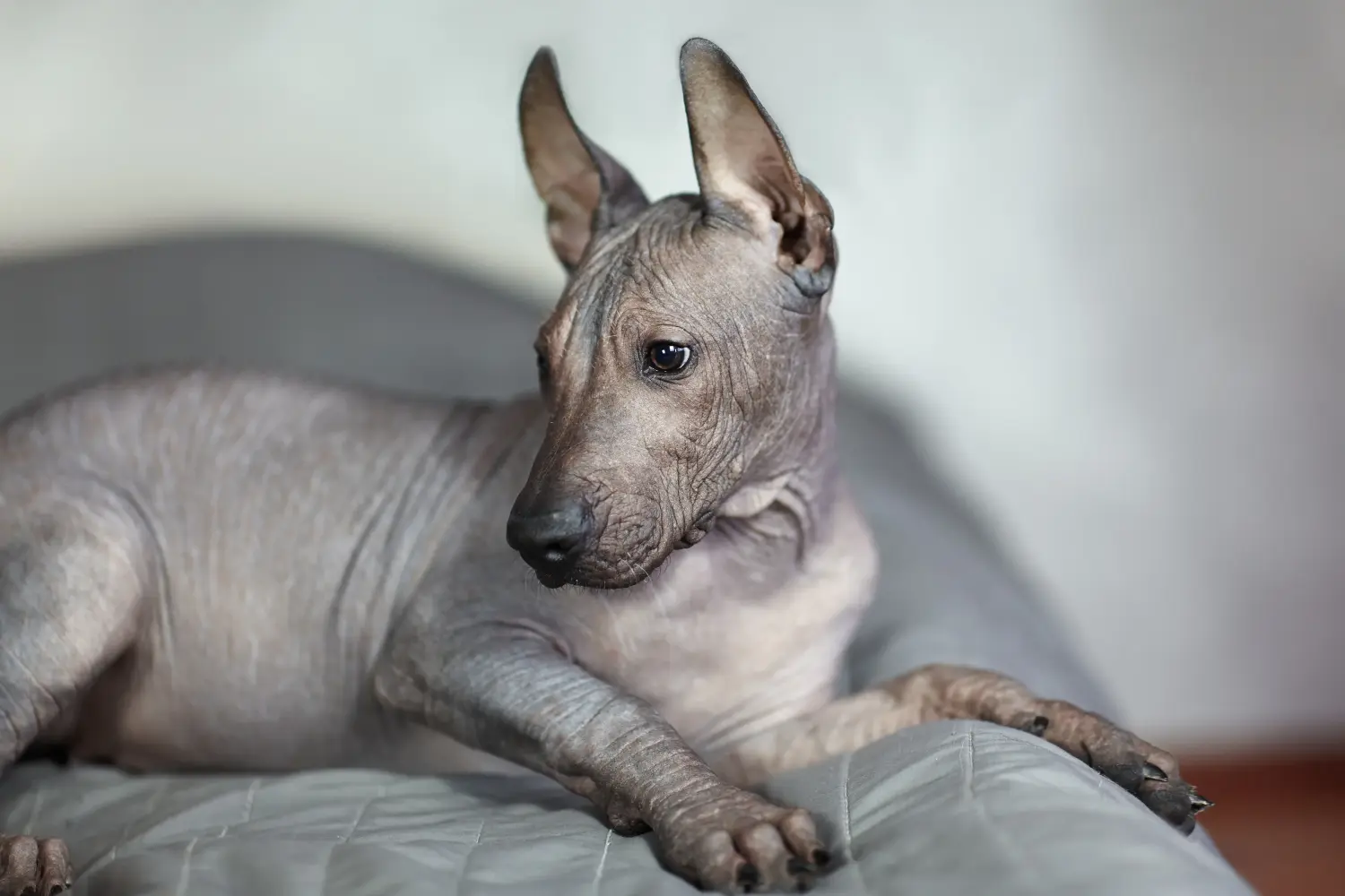 Acheter un chiot Xolo, c'est prendre ses responsabilités ! Acheter des chiots Xolo.