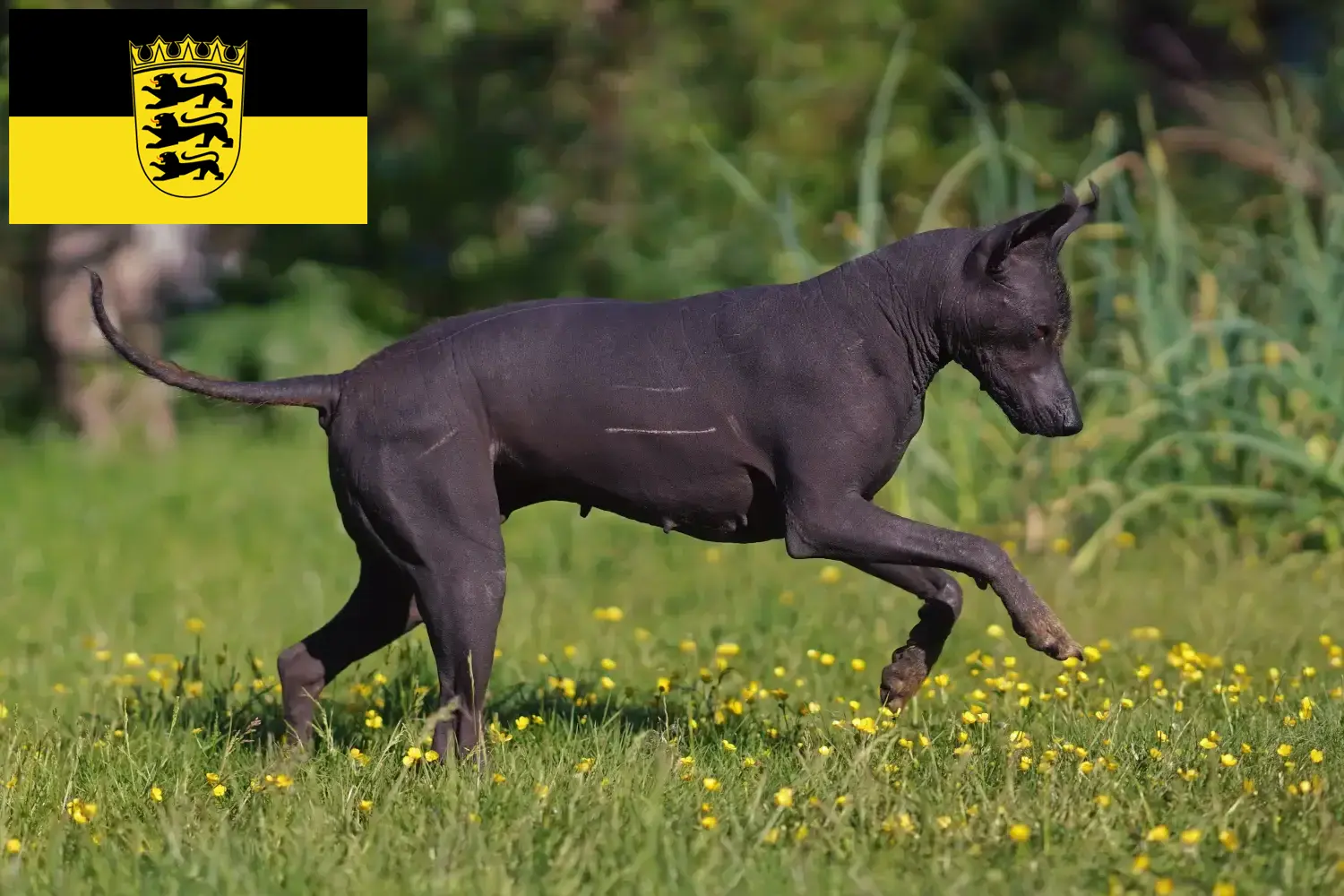 Xolo chiots et éleveurs Baden-Württemberg Ici tu trouves les éleveurs de Xolos en Baden-Württemberg.