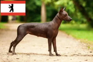 Lire la suite à propos de l’article Xolo éleveurs et chiots à Berlin