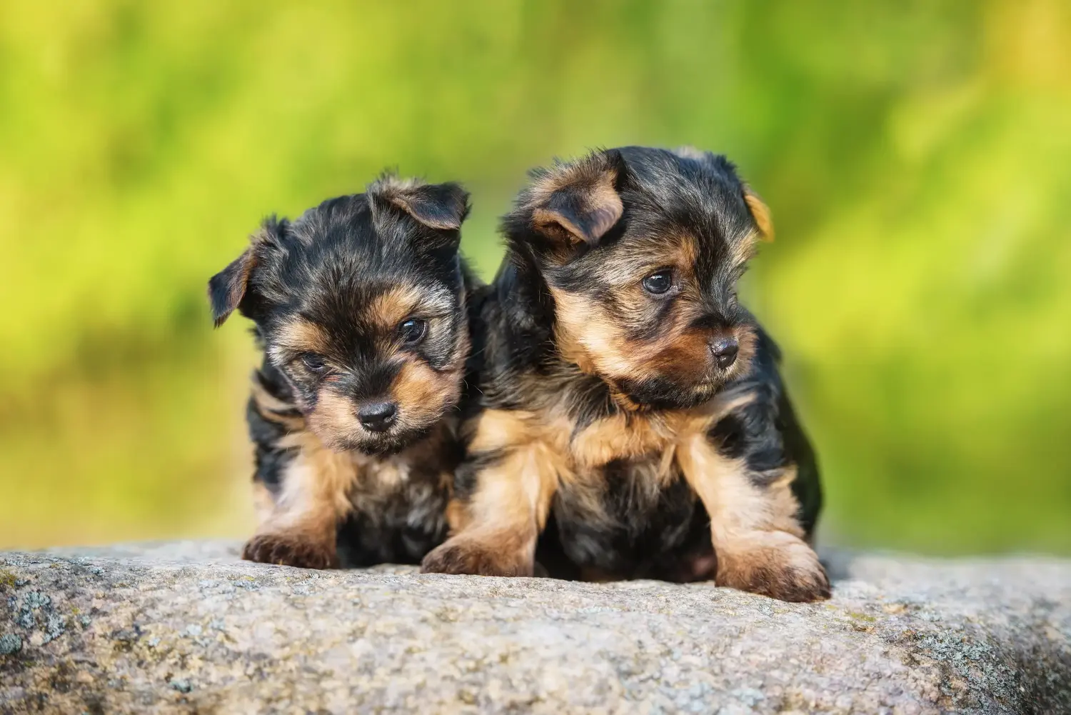 Acheter un chiot Yorkshire Terrier, c'est prendre ses responsabilités ! Acheter un chiot Yorkshire Terrier.