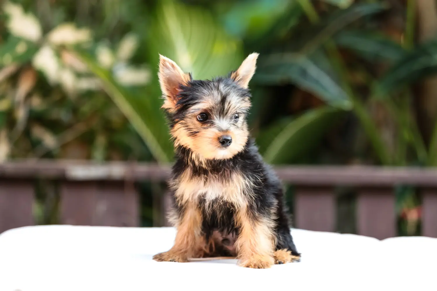 Acheter un chiot Yorkshire Terrier, c'est prendre ses responsabilités ! Acheter un chiot Yorkshire Terrier.
