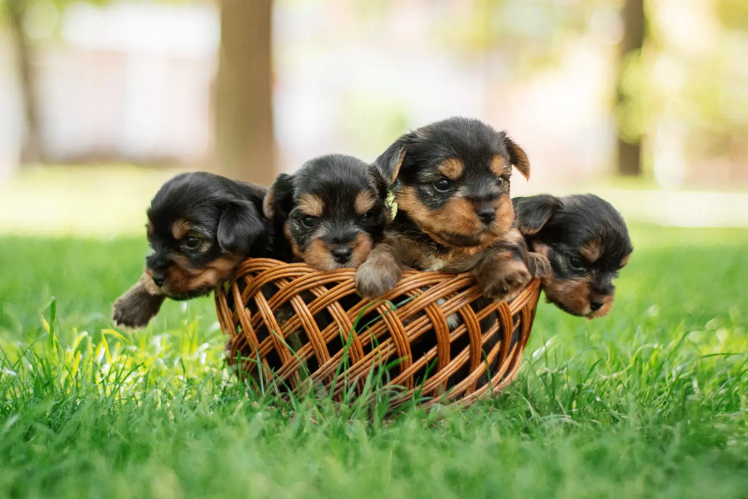Acheter un chiot Yorkshire Terrier, c'est prendre ses responsabilités ! Acheter un chiot Yorkshire Terrier.