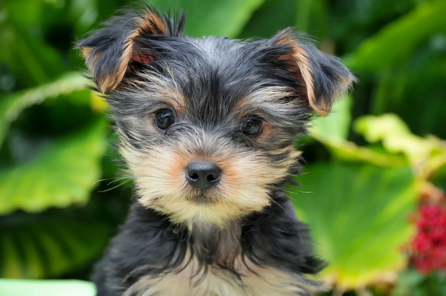 Acheter un chiot Yorkshire Terrier, c'est prendre ses responsabilités ! Acheter un chiot Yorkshire Terrier.