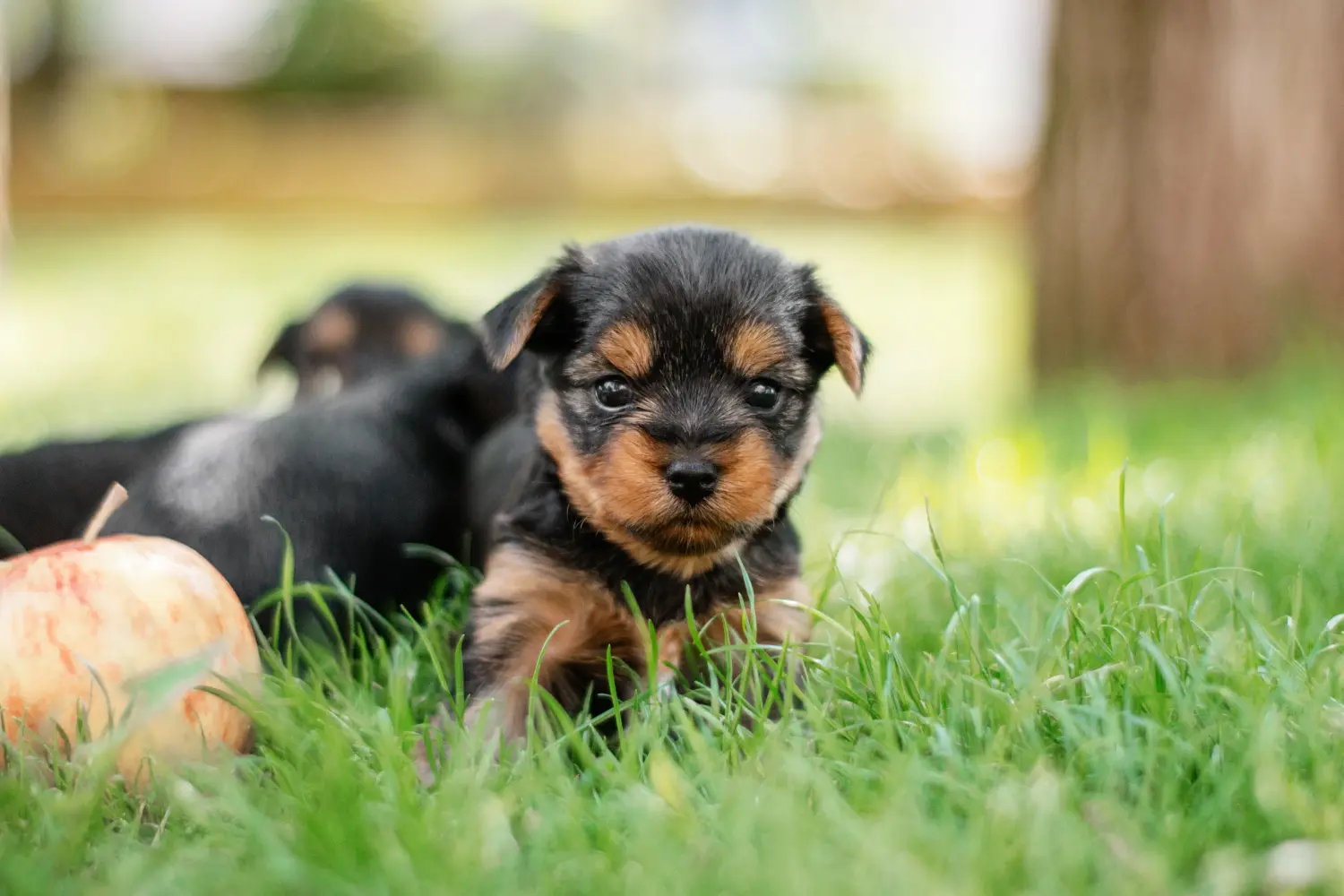 Acheter un chiot Yorkshire Terrier, c'est prendre ses responsabilités ! Acheter un chiot Yorkshire Terrier.