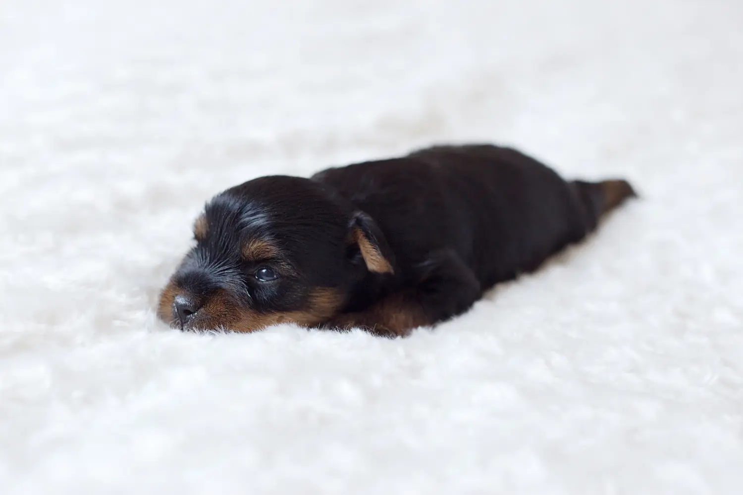 Acheter un chiot Yorkshire Terrier, c'est prendre ses responsabilités ! Acheter un chiot Yorkshire Terrier.