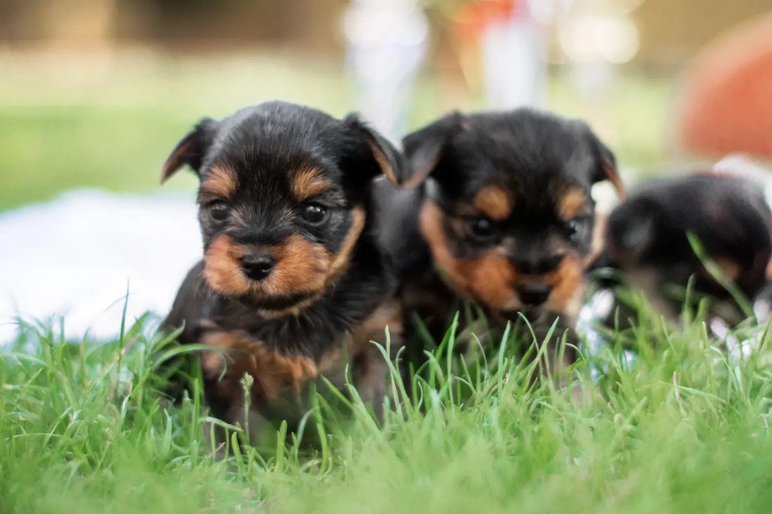 Acheter un chiot Yorkshire Terrier, c'est prendre ses responsabilités ! Acheter un chiot Yorkshire Terrier.