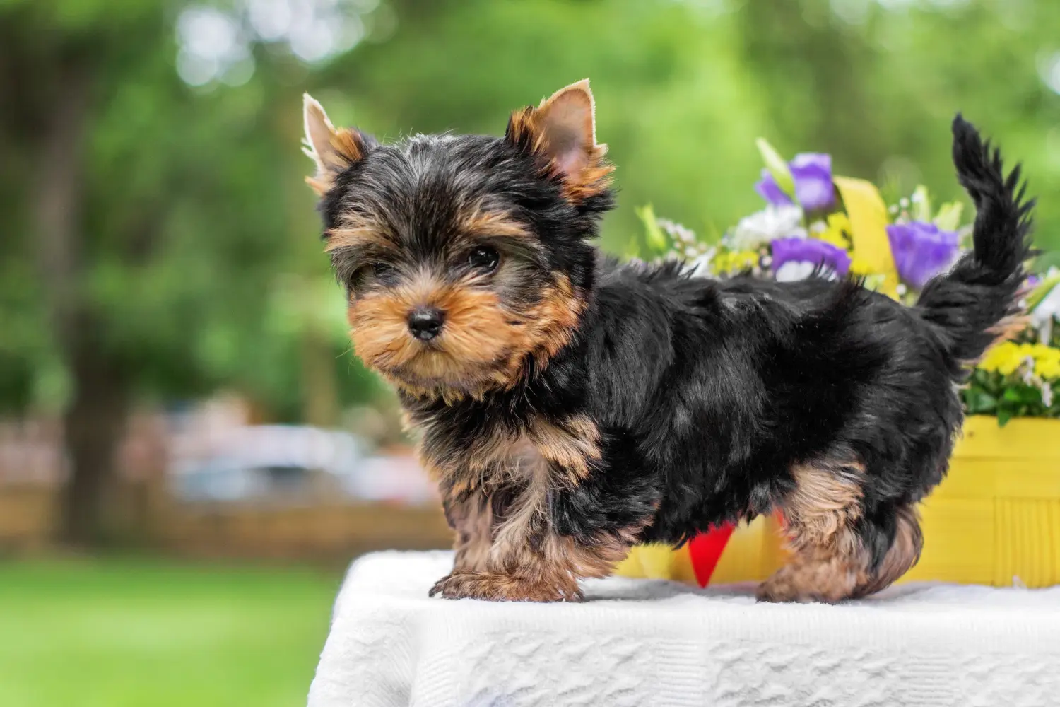 Acheter un chiot Yorkshire Terrier, c'est prendre ses responsabilités ! Acheter un chiot Yorkshire Terrier.