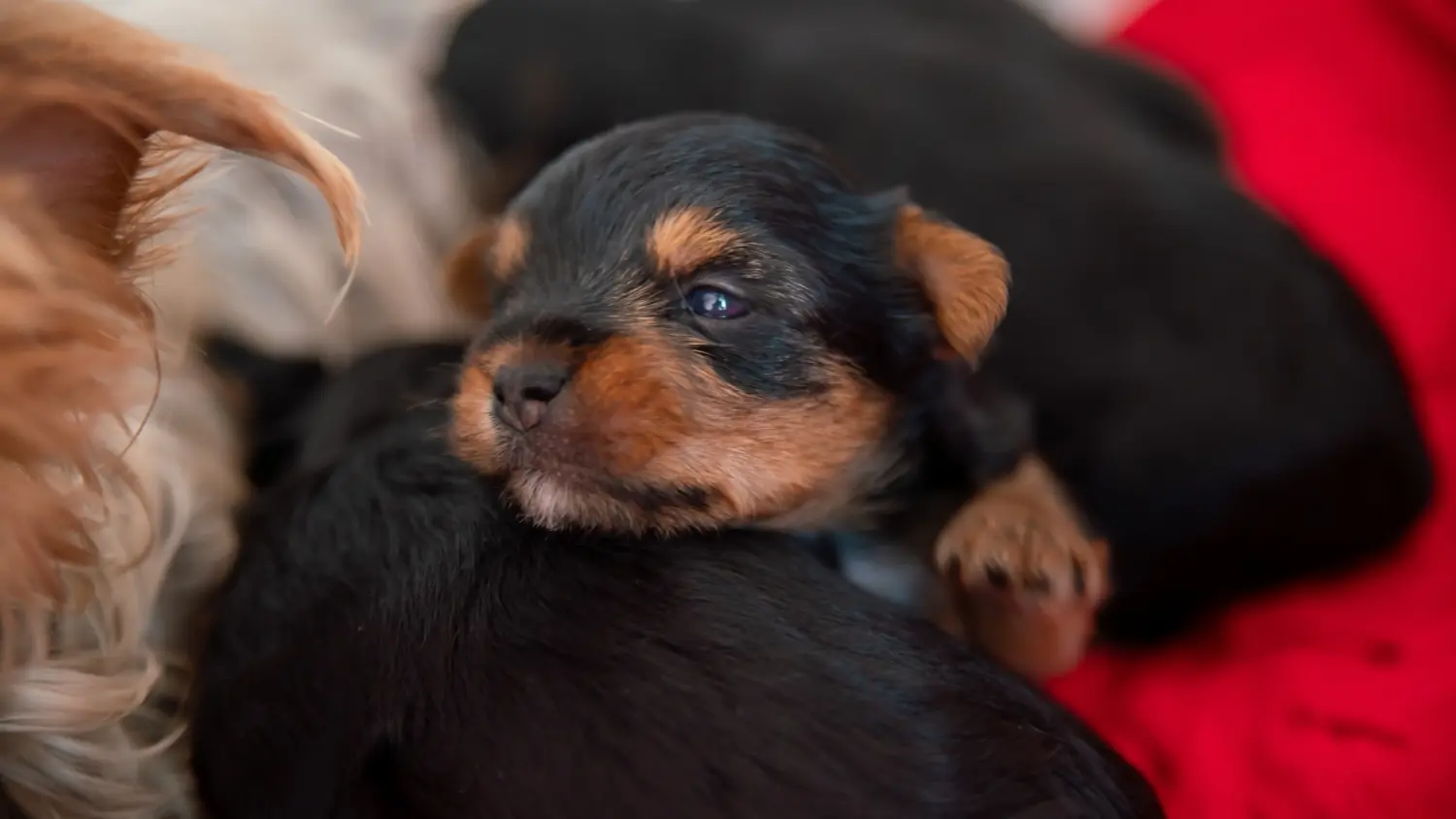 Acheter un chiot Yorkshire Terrier, c'est prendre ses responsabilités ! Acheter un chiot Yorkshire Terrier.