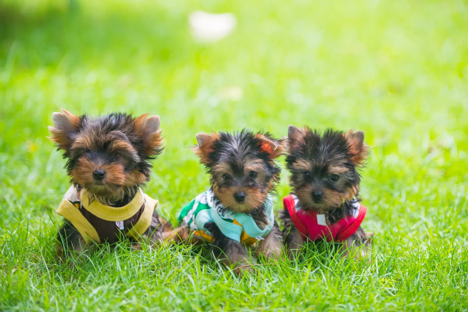 Acheter un chiot Yorkshire Terrier, c'est prendre ses responsabilités ! Acheter un chiot Yorkshire Terrier.