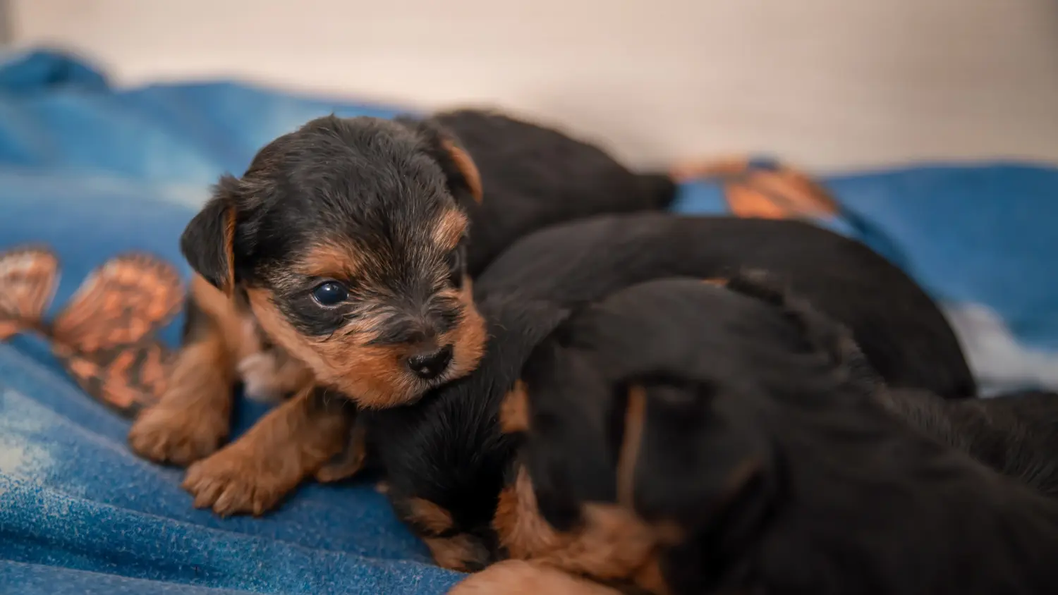Acheter un chiot Yorkshire Terrier, c'est prendre ses responsabilités ! Acheter un chiot Yorkshire Terrier.
