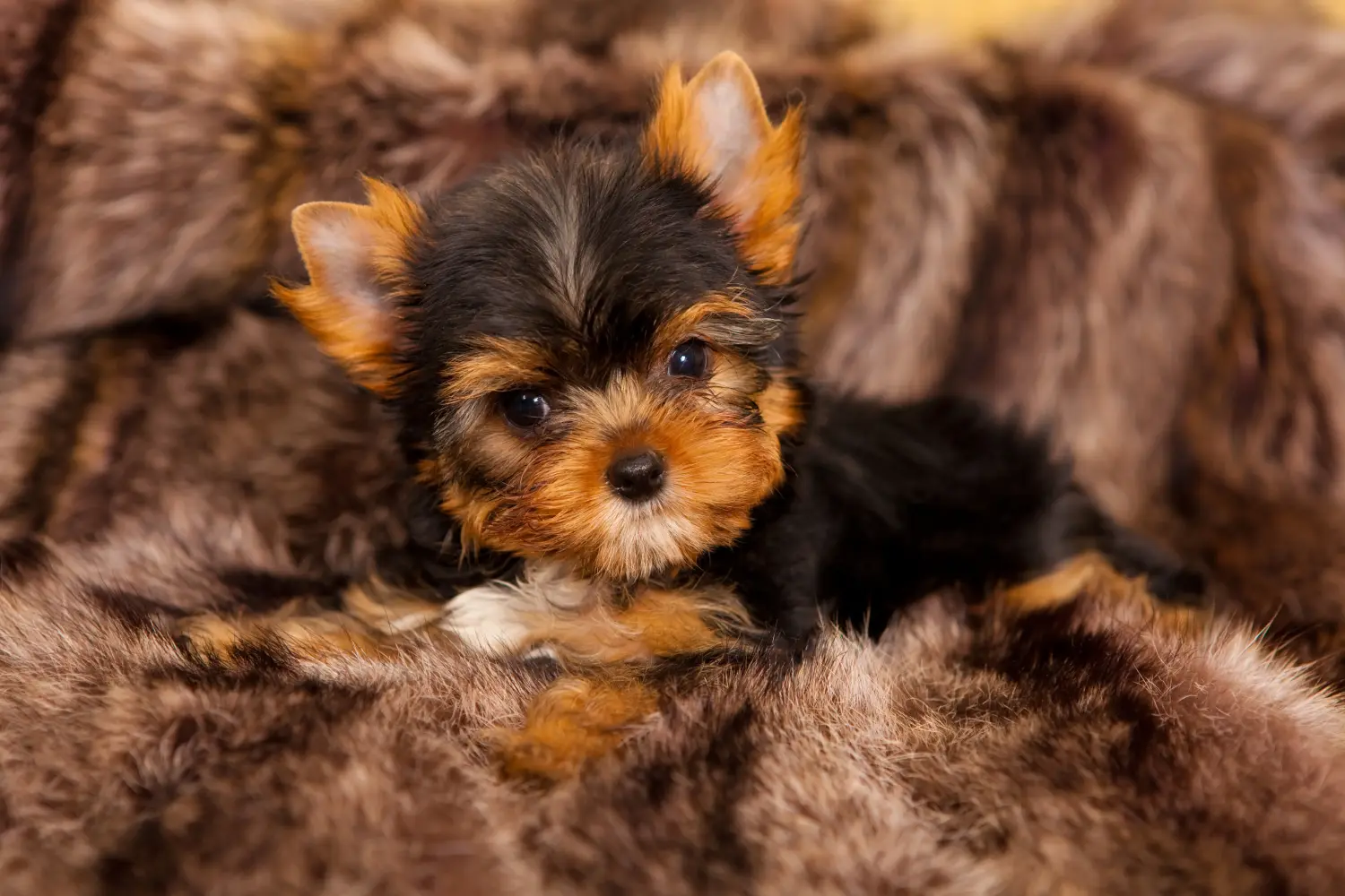 Acheter un chiot Yorkshire Terrier, c'est prendre ses responsabilités ! Acheter un chiot Yorkshire Terrier.