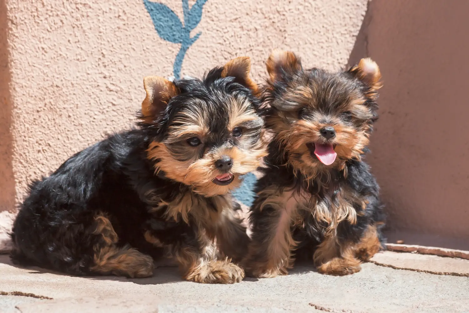 Acheter un chiot Yorkshire Terrier, c'est prendre ses responsabilités ! Acheter un chiot Yorkshire Terrier.
