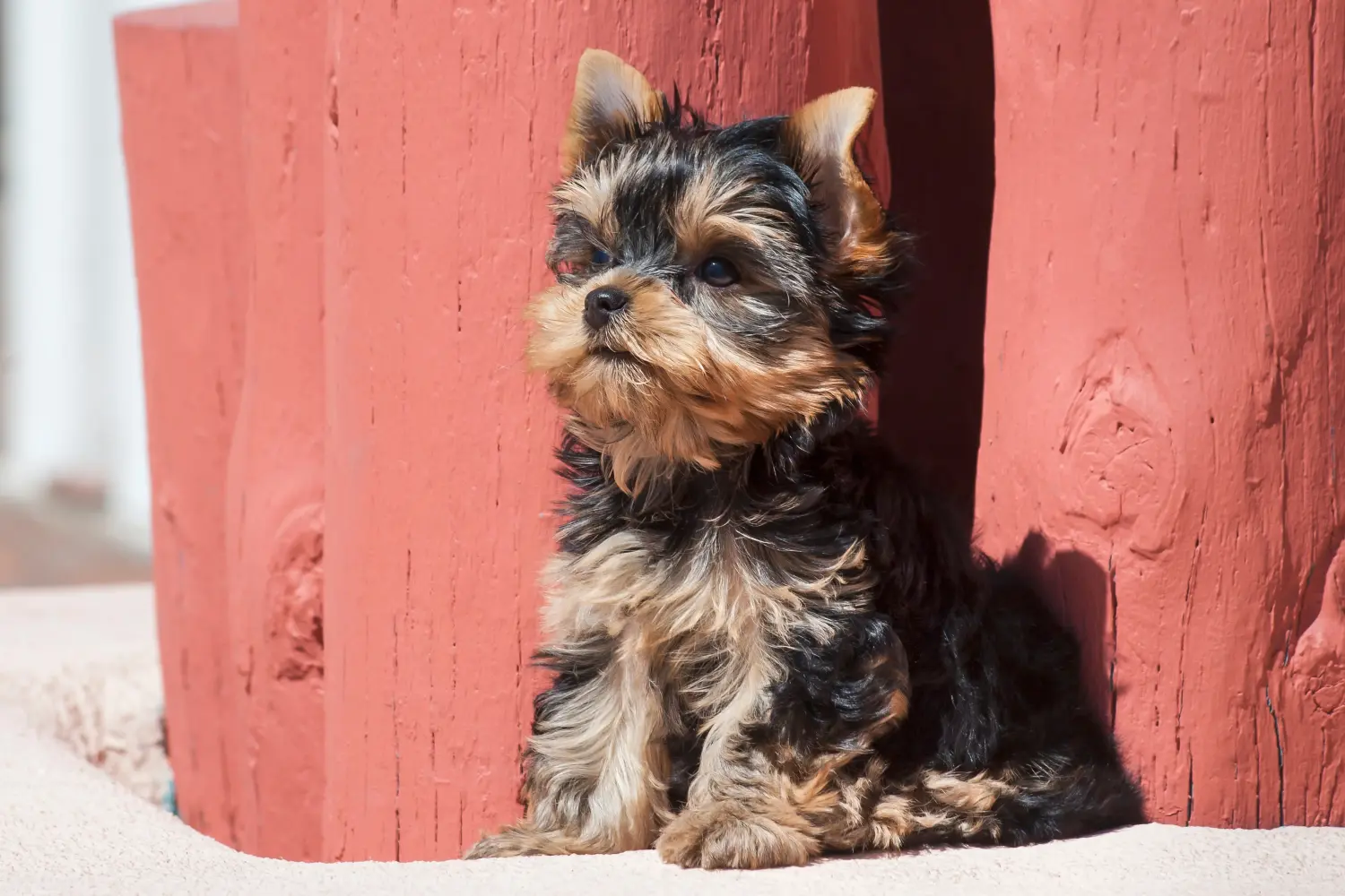Acheter un chiot Yorkshire Terrier, c'est prendre ses responsabilités ! Acheter un chiot Yorkshire Terrier.