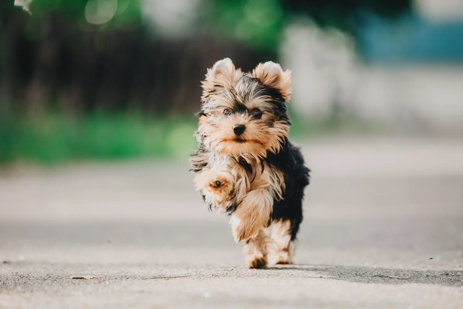 Acheter un chiot Yorkshire Terrier, c'est prendre ses responsabilités ! Acheter un chiot Yorkshire Terrier.