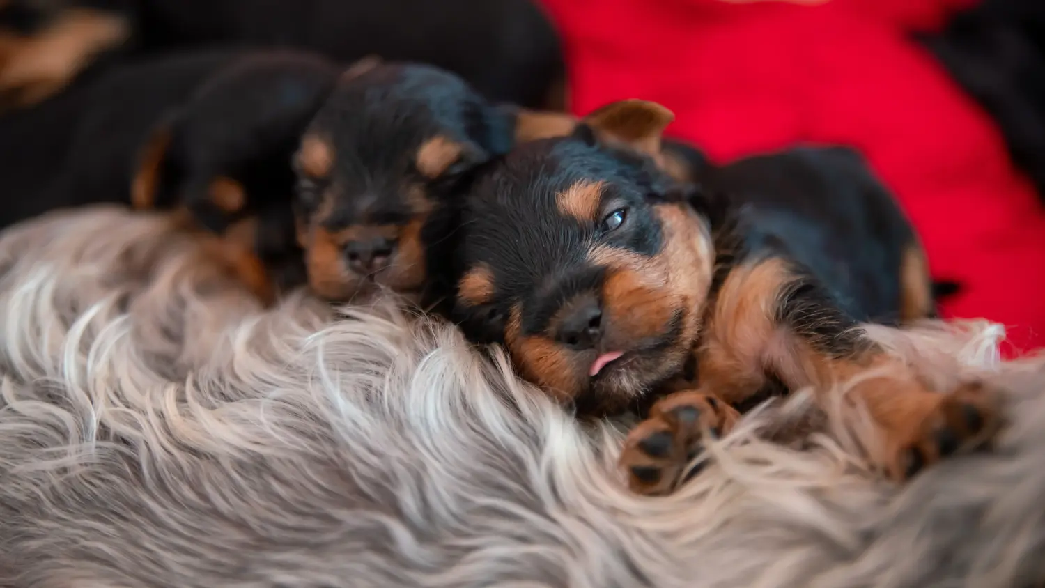 Acheter un chiot Yorkshire Terrier, c'est prendre ses responsabilités ! Acheter un chiot Yorkshire Terrier.
