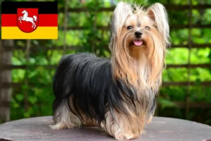 Lire la suite à propos de l’article Éleveurs de Yorkshire Terriers et chiots en Basse-Saxe
