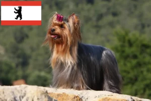 Lire la suite à propos de l’article Éleveurs de Yorkshire Terriers et chiots à Berlin