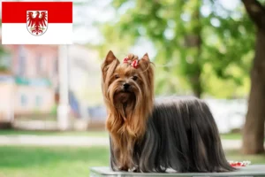 Lire la suite à propos de l’article Éleveurs de Yorkshire Terriers et chiots dans le Brandebourg