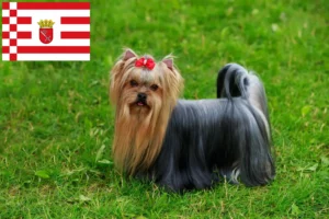 Lire la suite à propos de l’article Eleveurs de Yorkshire Terriers et chiots à Brême
