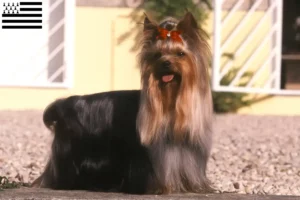 Lire la suite à propos de l’article Éleveurs de Yorkshire Terriers et chiots en Bretagne