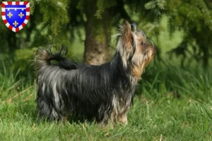 Lire la suite à propos de l’article Éleveurs de Yorkshire Terriers et chiots en Centre-Val de Loire