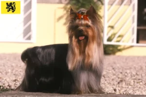 Lire la suite à propos de l’article Éleveurs de Yorkshire Terriers et chiots en Flandre