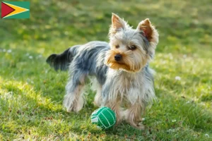 Lire la suite à propos de l’article Éleveurs de Yorkshire Terriers et chiots en Guyane