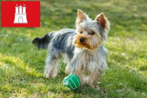 Lire la suite à propos de l’article Éleveurs de Yorkshire Terriers et chiots à Hambourg