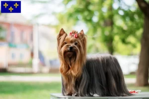 Lire la suite à propos de l’article Éleveurs de Yorkshire Terriers et chiots en Île-de-France
