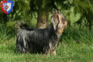 Lire la suite à propos de l’article Éleveurs de Yorkshire Terriers et chiots en Pays de la Loire