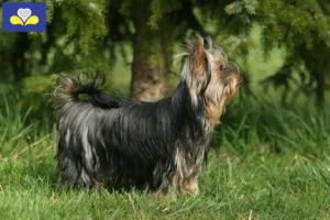 Lire la suite à propos de l’article Eleveurs de Yorkshire Terriers et chiots en Région de Bruxelles-Capitale