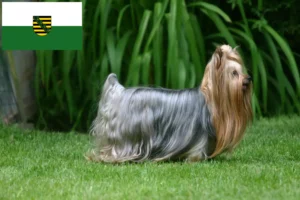 Lire la suite à propos de l’article Éleveurs de Yorkshire Terriers et chiots en Saxe