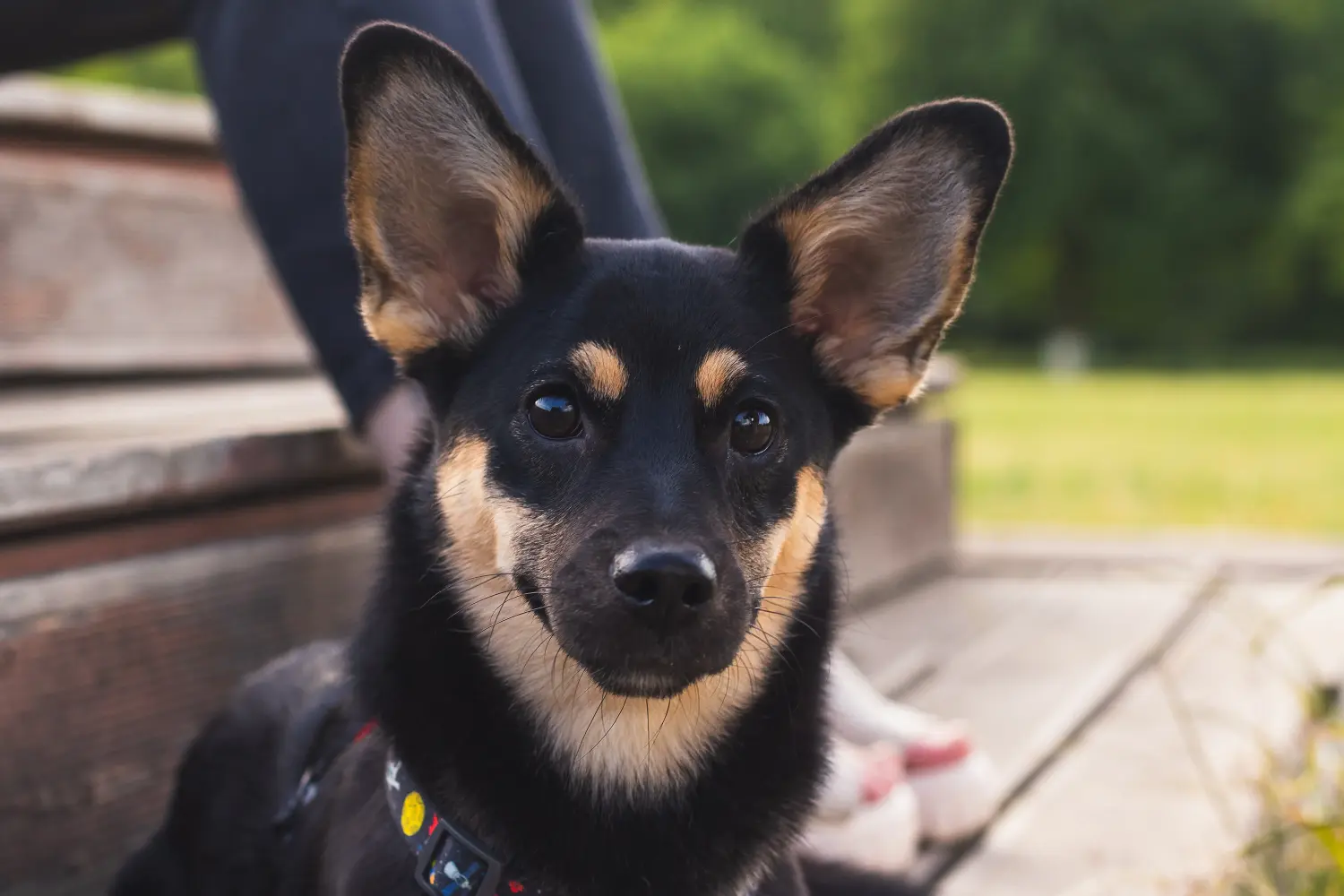 Acheter un chiot kelpie australien, c'est prendre ses responsabilités ! Acheter des chiots australiens Kelpie.