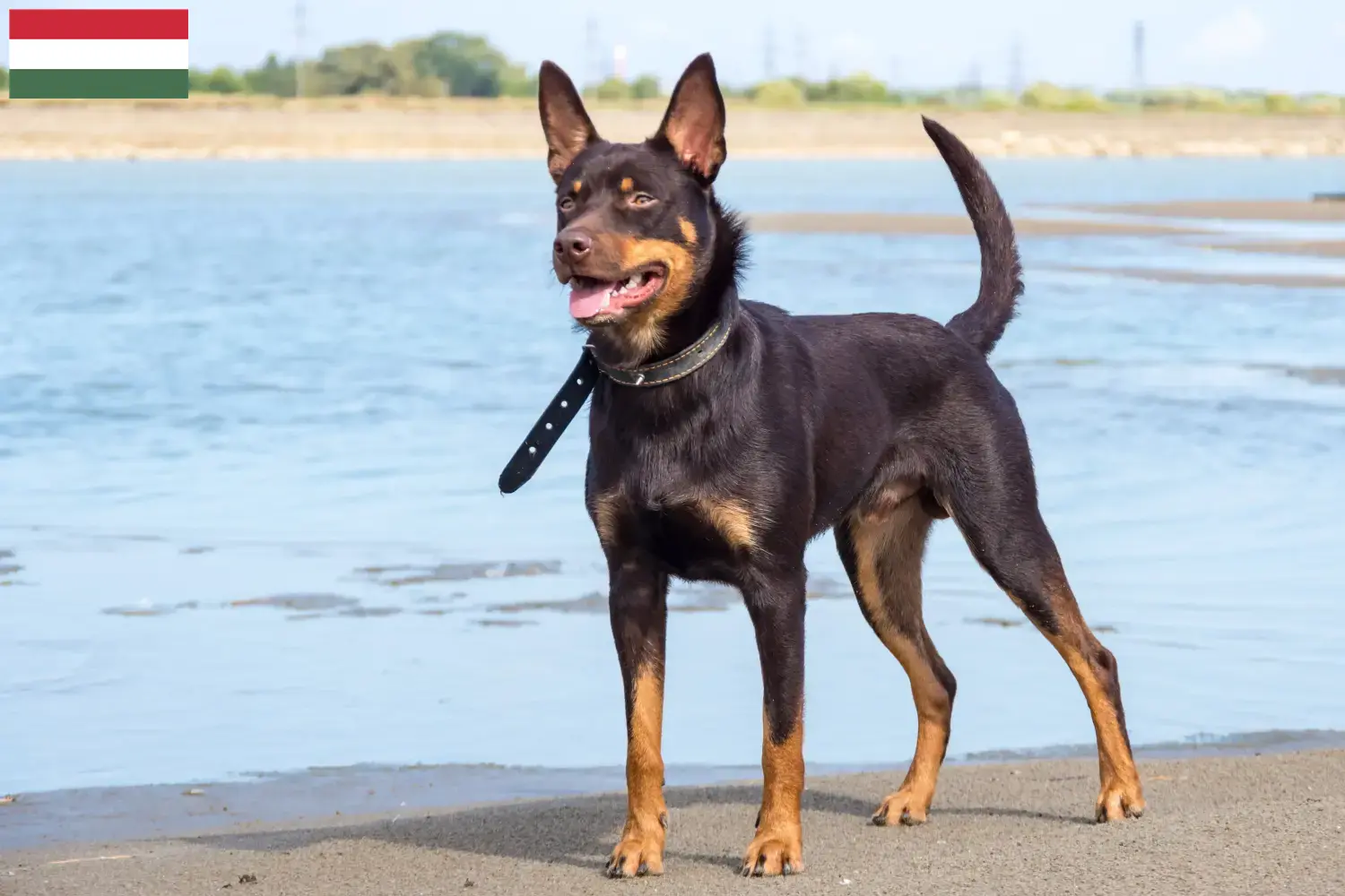 Australian Kelpie chiots et éleveurs Hongrie Ici, vous trouverez des éleveurs d'Australian Kelpies en Hongrie.