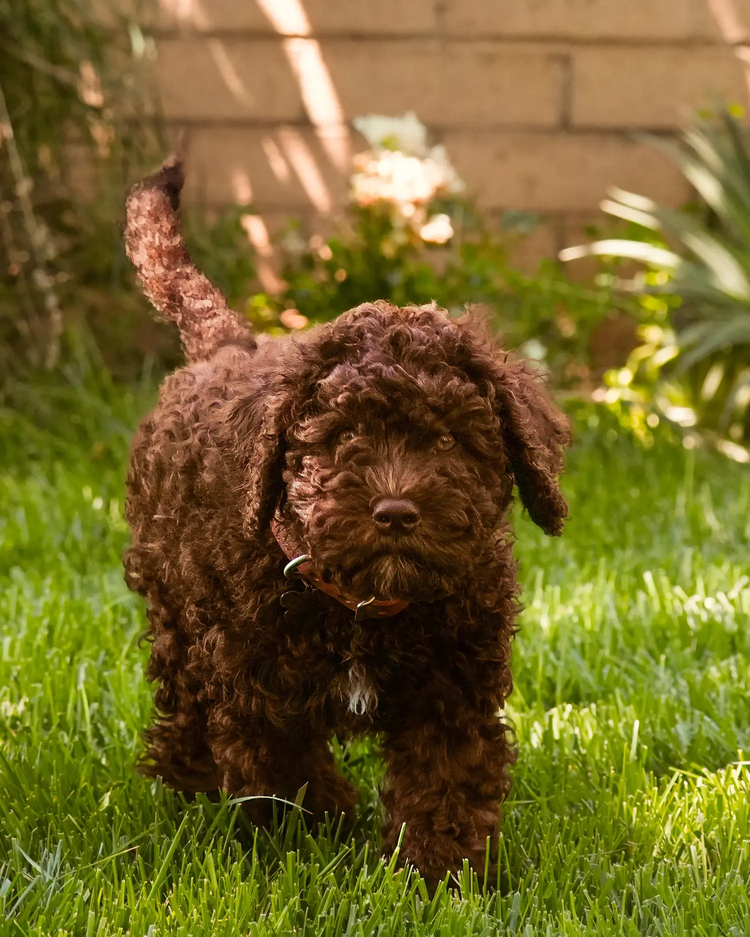 Acheter un chiot Barbet, c'est prendre ses responsabilités ! Acheter des chiots barbet.