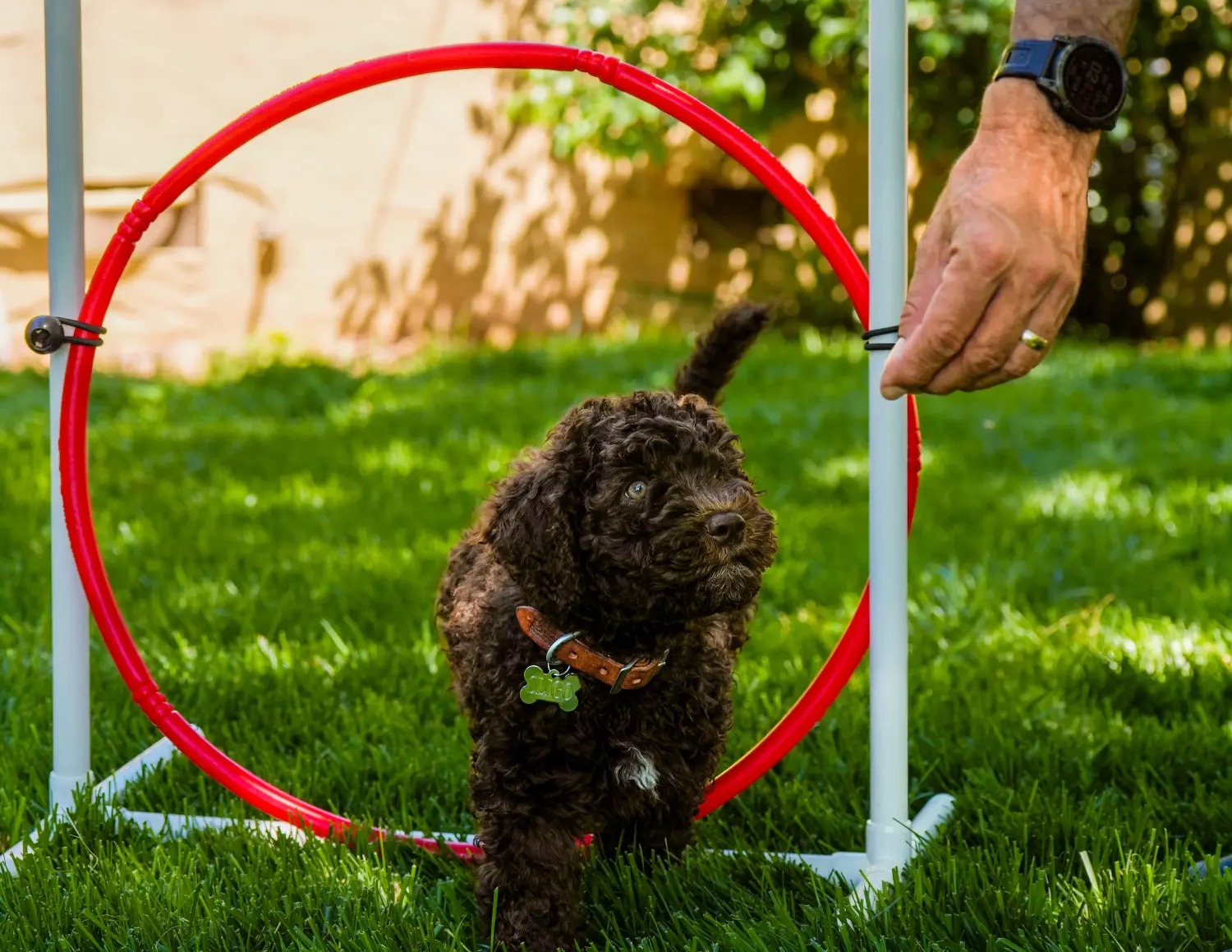 Acheter un chiot Barbet, c'est prendre ses responsabilités ! Acheter des chiots barbet.
