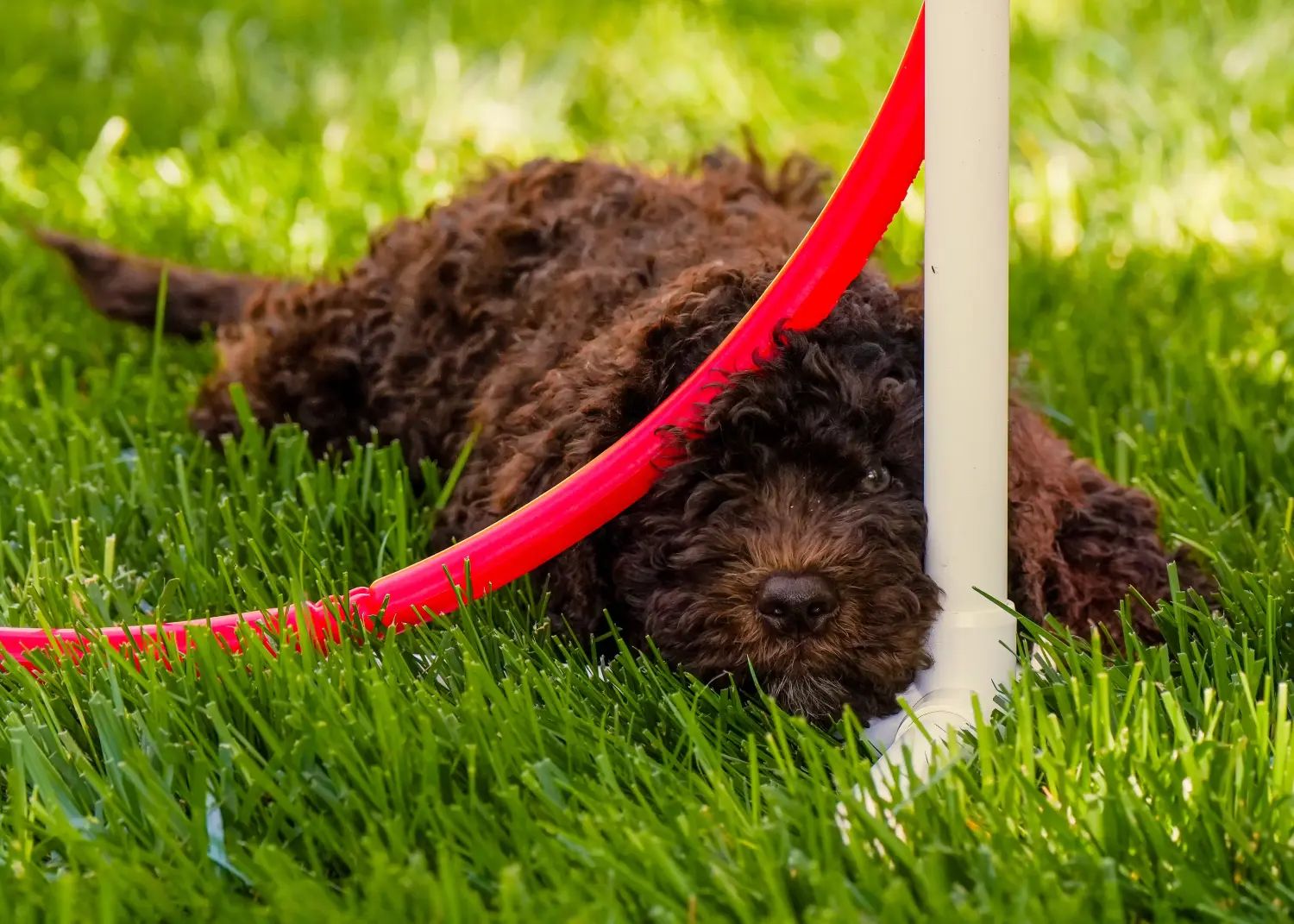 Acheter un chiot Barbet, c'est prendre ses responsabilités ! Acheter des chiots barbet.