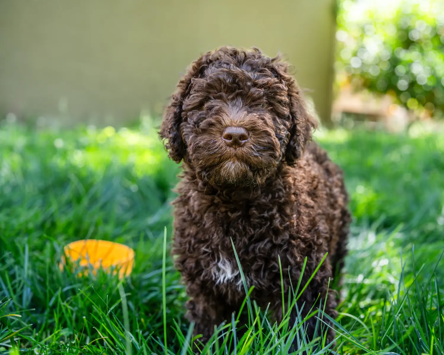 Acheter un chiot Barbet, c'est prendre ses responsabilités ! Acheter des chiots barbet.