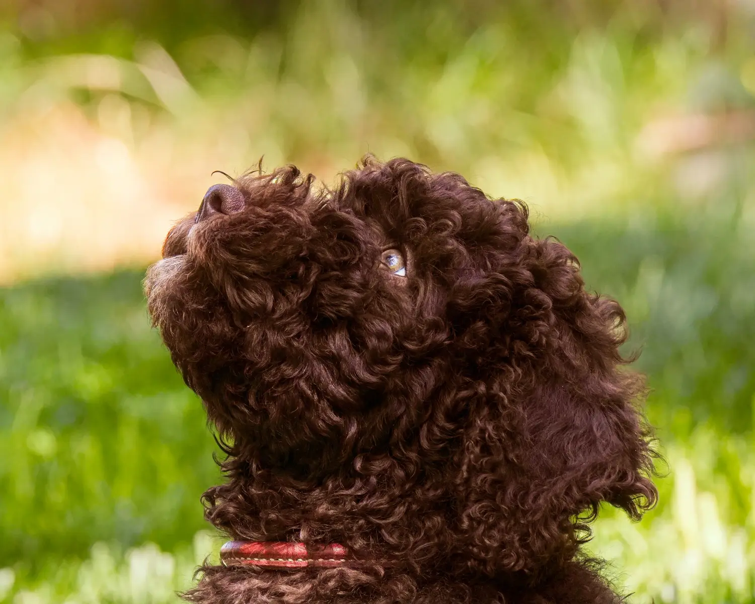 Acheter un chiot Barbet, c'est prendre ses responsabilités ! Acheter des chiots barbet.