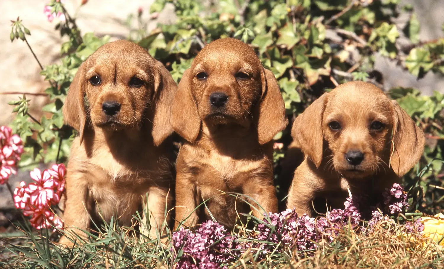 Acheter un chiot Basset fauve de Bretagne, c'est prendre ses responsabilités ! Acheter des chiots Basset fauve de Bretagne.