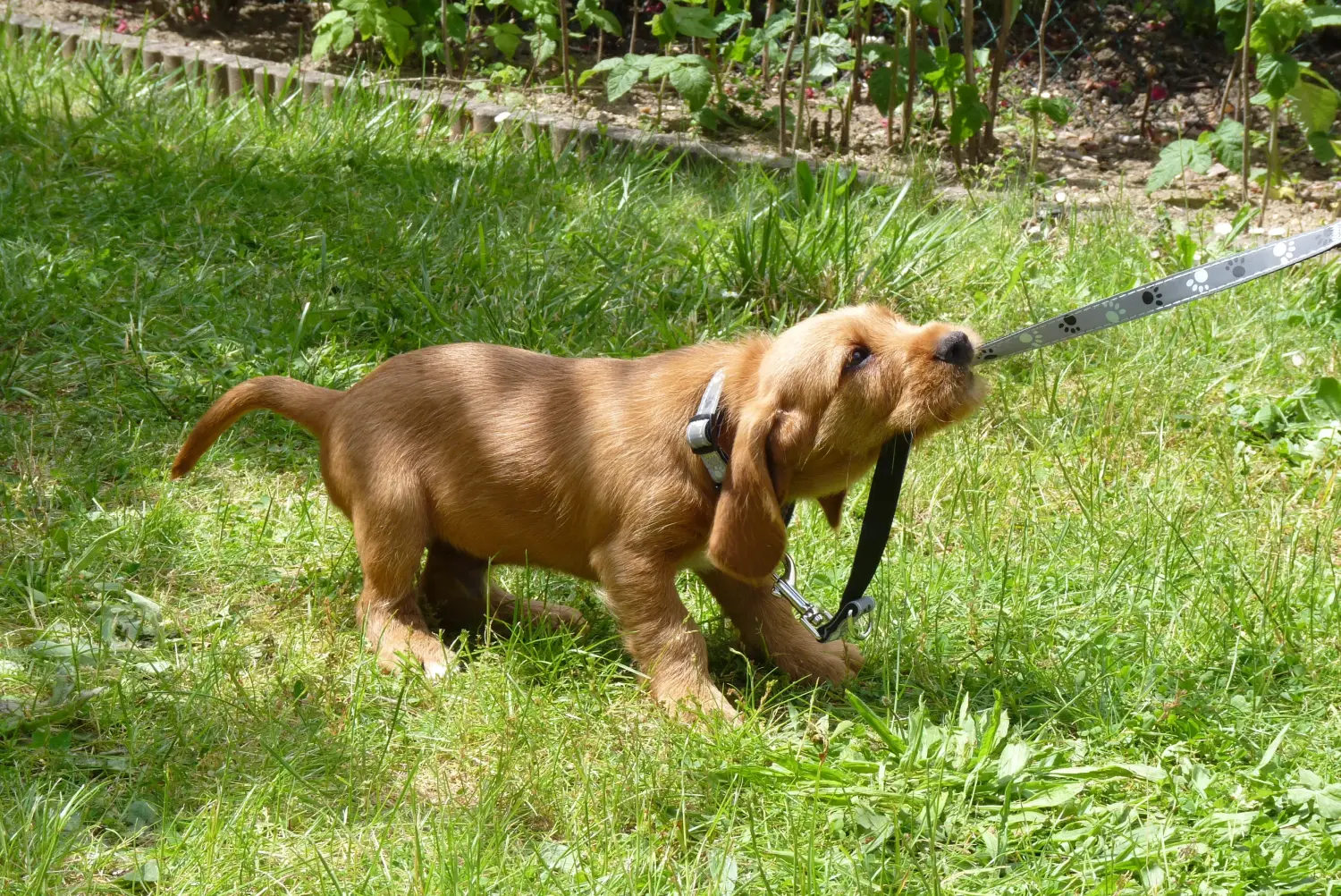 Acheter un chiot Basset fauve de Bretagne, c'est prendre ses responsabilités ! Acheter des chiots Basset fauve de Bretagne.