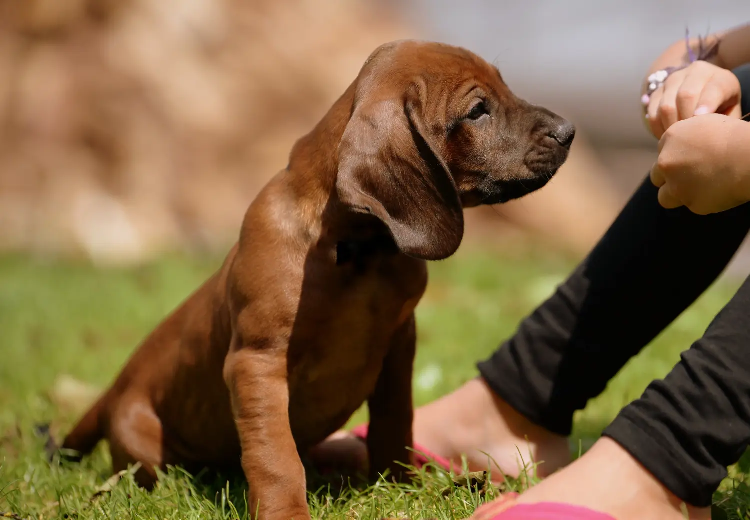 Acheter un chiot Chien de Montagne Bavarois, c'est prendre ses responsabilités ! Acheter un chiot chien de montagne bavarois.