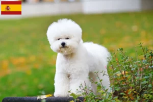 Lire la suite à propos de l’article Éleveurs de Bichon Frisé et chiots en Espagne
