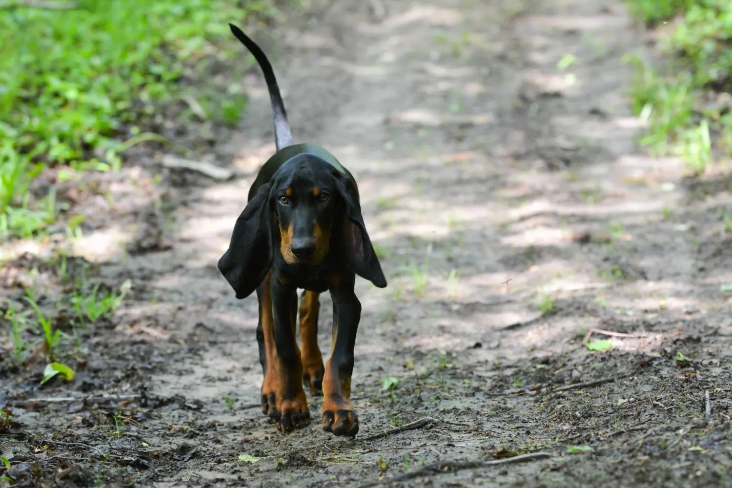 Acheter un chiot Black and Tan Coonhound, c'est prendre ses responsabilités ! Acheter des chiots Black and Tan Coonhound.