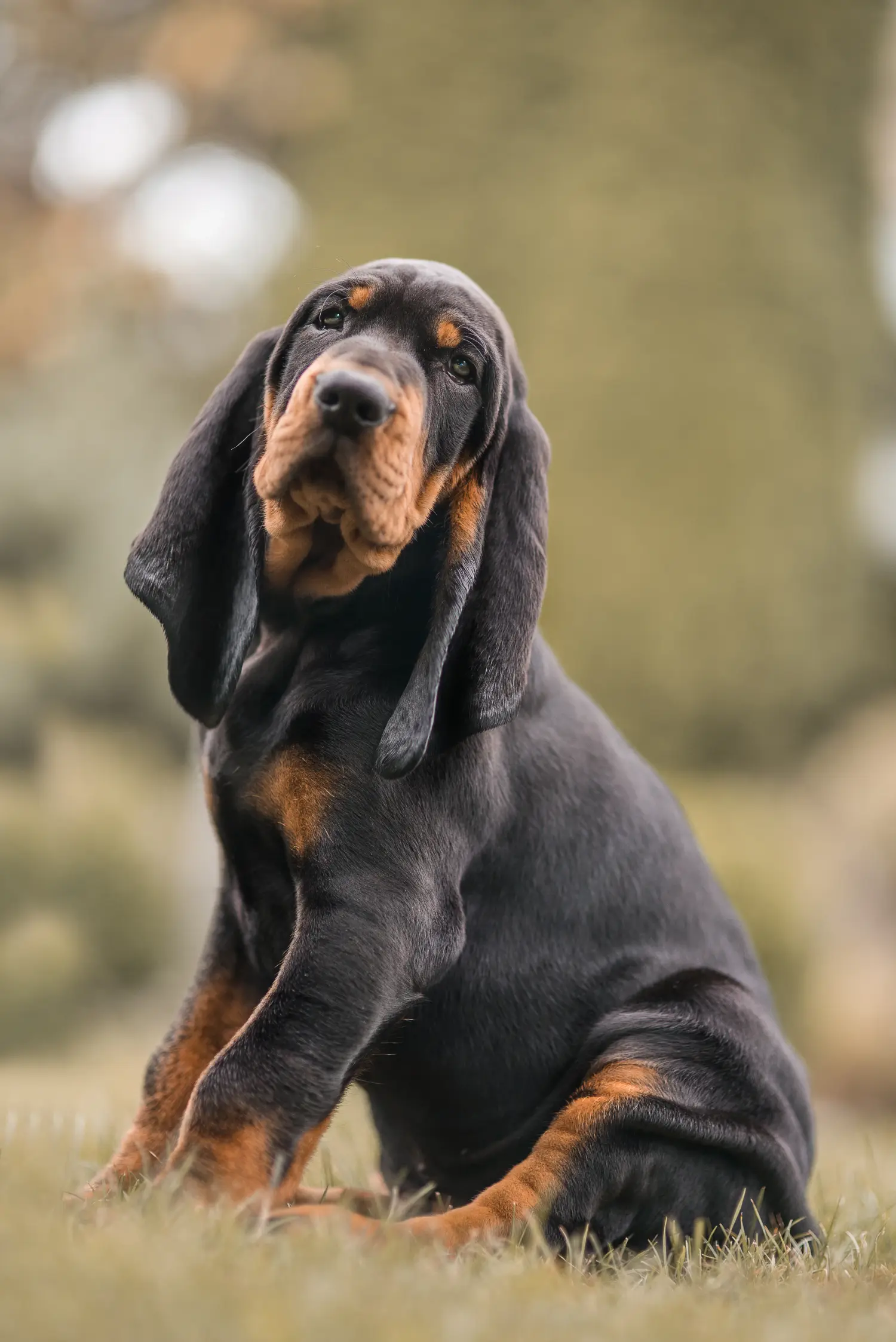 Acheter un chiot Black and Tan Coonhound, c'est prendre ses responsabilités ! Acheter des chiots Black and Tan Coonhound.