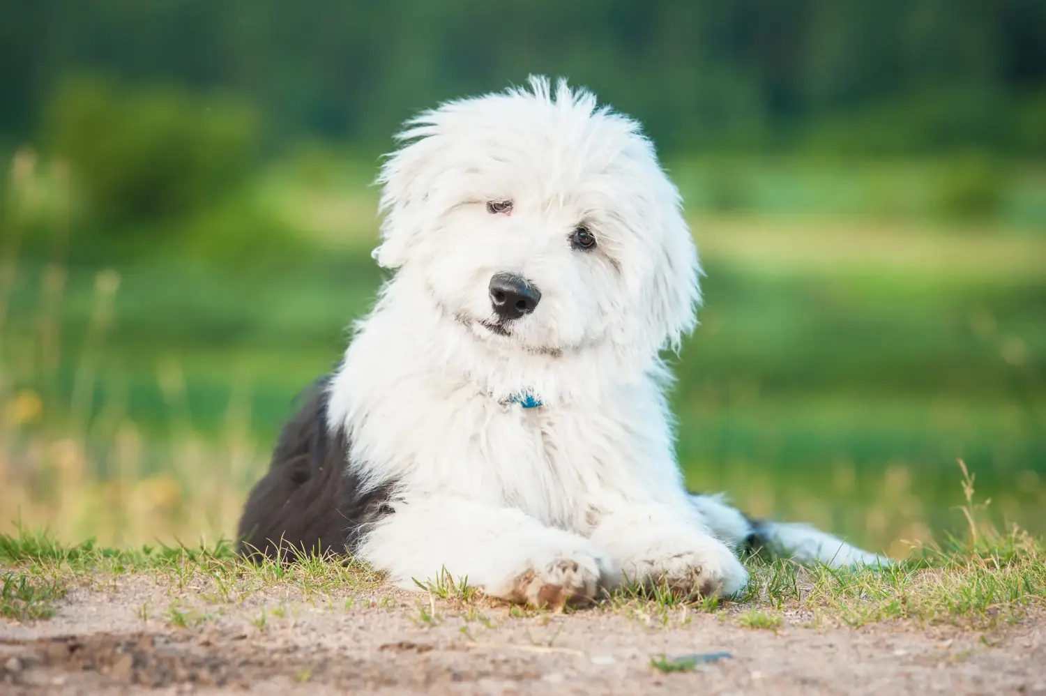 Acheter un chiot bobtail, c'est prendre ses responsabilités ! Acheter des chiots bobtail.