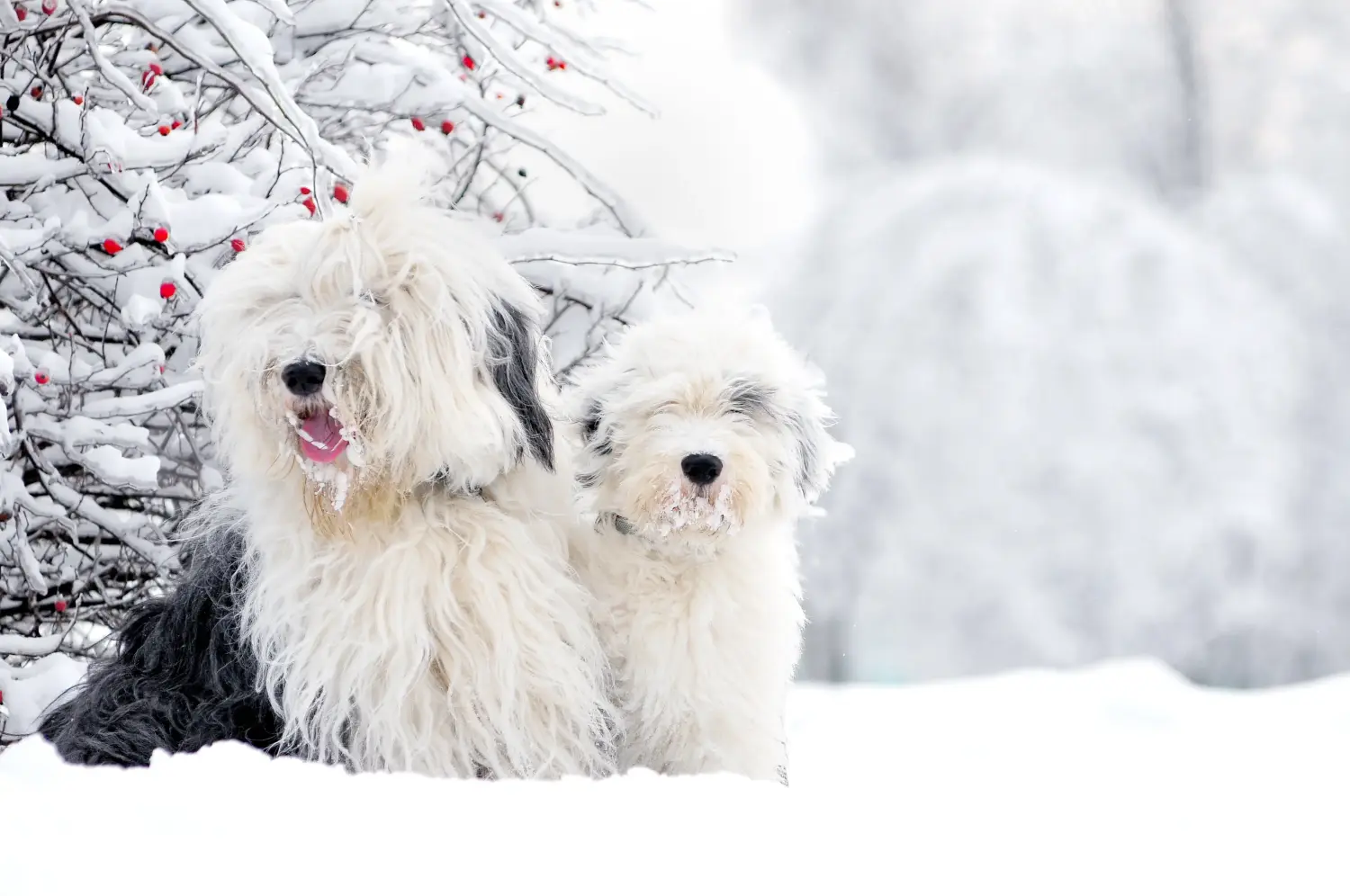 Acheter un chiot bobtail, c'est prendre ses responsabilités ! Acheter des chiots bobtail.